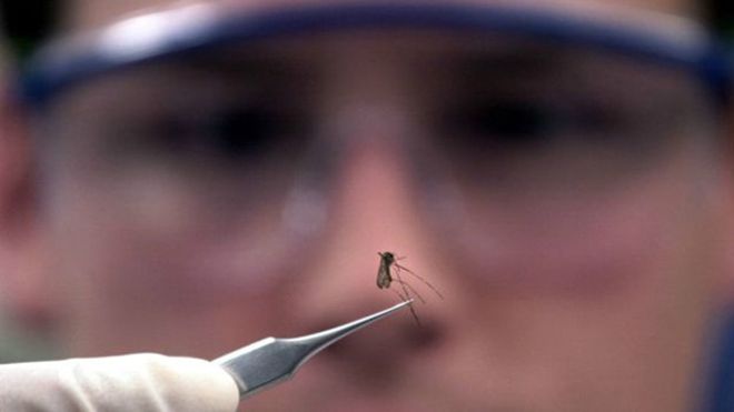 ransmitido por mosquitos, zika foi identificado pela primeira vez em humanos em 1952