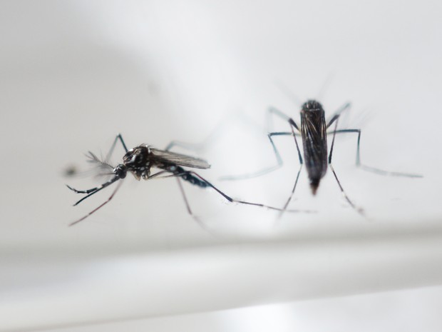 Genes que controlam o odor corporal poderiam atrair mosquitos, segundo pesquisa (Foto: AFP)