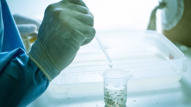 Mosquito Transgênico