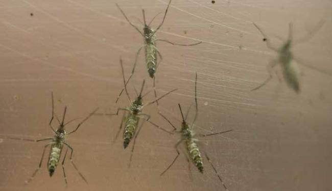 Sem vacina, especialistas tentam uma forma de 'combate mais agressivo' contra Aedes (Foto: AP Photo/Andre Penner)