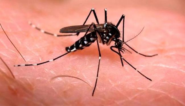 Zika vírus é transmitido por mosquito Aedes Aegypti