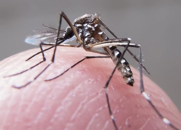 Além da dengue, febre amarela e chikungunya, o Aedes aegypti, mosquito transmissor da dengue, também transmite o vírus Zika (Foto: Creative Commons)