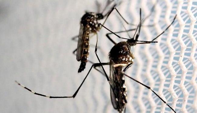 Dos 210 arbovírus catalogados no Brasil, há 37 que causam doença em humanos (Foto: Paulo Whitaker l Reuters)