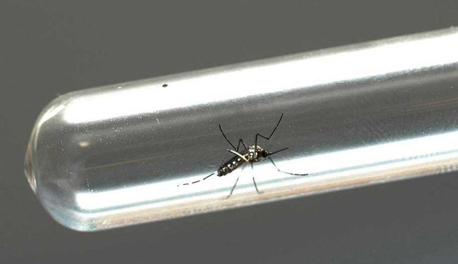 O vírus veio de avião e desembarcou em solo brasileiro (Foto: Venilton Kuchler | ANPr)