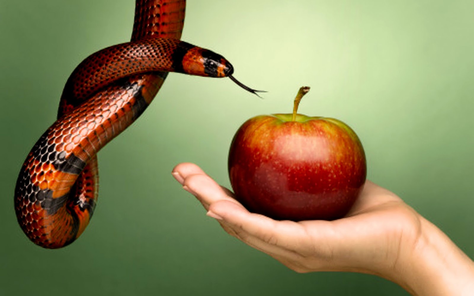 (Imagem Ilustrativa)