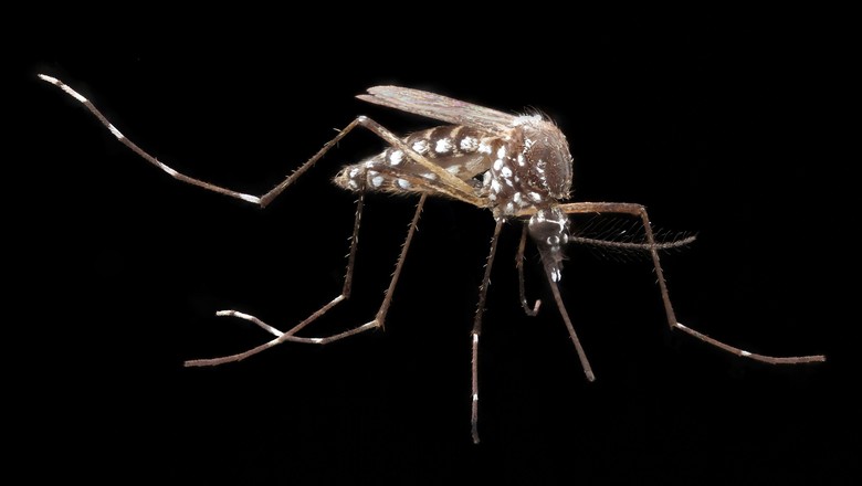 O estudo integra o projeto 'Eliminar a Dengue: Desafio Brasil' (Foto: Army Medicine/CCommons)