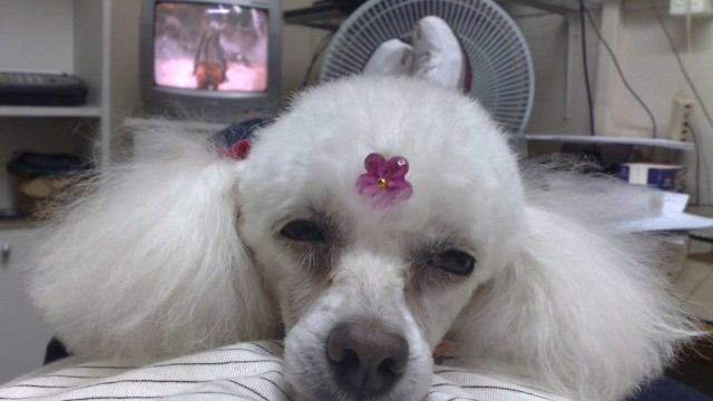 Cãezinhos são sempre gratificante, mas o ideal é que eles tenham seu local próprio para dormir, dizem especialistas (Foto: Arquivo pessoal/Divulgação / Agência O Globo)