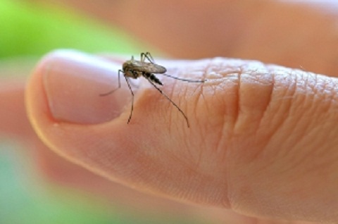 A coleta dos mosquitos foi feita com base nos endereços dos casos relatados de Zika nas cidades do Recife e Arcoverde