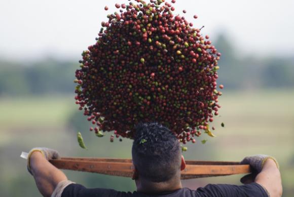 Apesar da queda, o valor da produção do café chegou a R$ 15,85 milhões, com alta de 1,1% ( Foto: Arquivo/Agência Brasil )