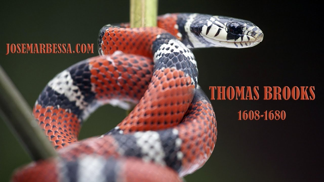 (Imagem Ilustrativa)