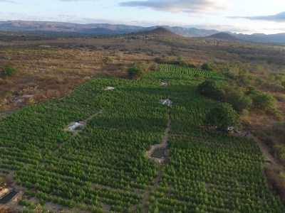 Área verde mostra plantio de maconha com sistema de irrigação foi erradicado pela Polícia Federal em Pedra (Foto: Divulgação/Polícia Federal)