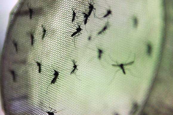 Pernilongo comum não transmite vírus Zika, concluem cientistas da Fiocruz (Foto: EBC)