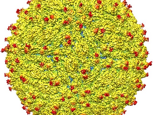 Imagem é representação da superfície do vírus da zika (Foto: Universidade Purdue/Cortesia)