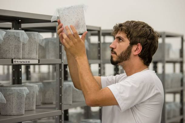 Após cruzar com fêmeas selvagens, machos do mosquito modificado transmitem a seus descendentes um gene que os faz morrer antes da idade reprodutiva
