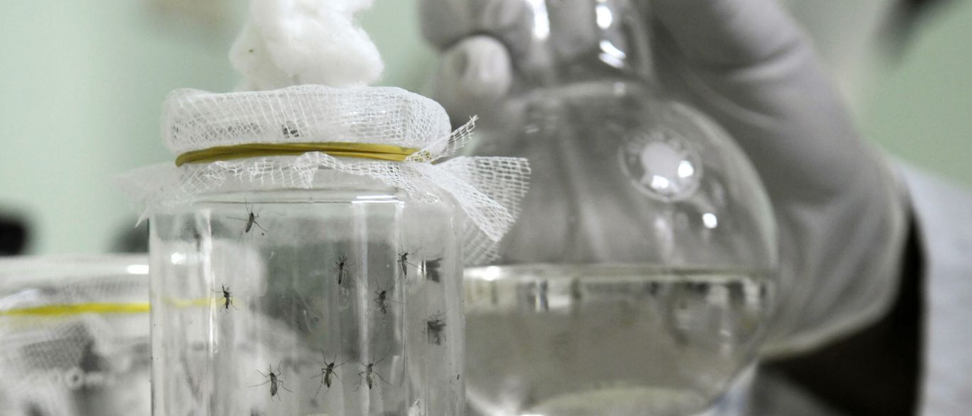 A imunização de camundongos foi eficaz e o método poderá ser adaptado para produzir uma vacina também contra outros três sorotipos da dengue