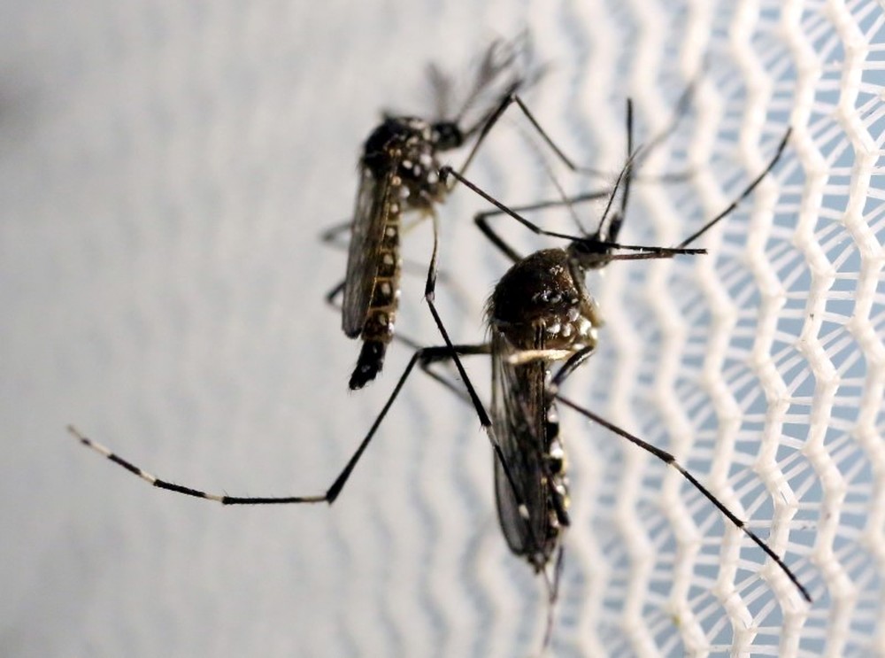 Exemplares de aedes aegypti em laboratório em Campinas. (Foto: Paulo Whitaker/Reuters)