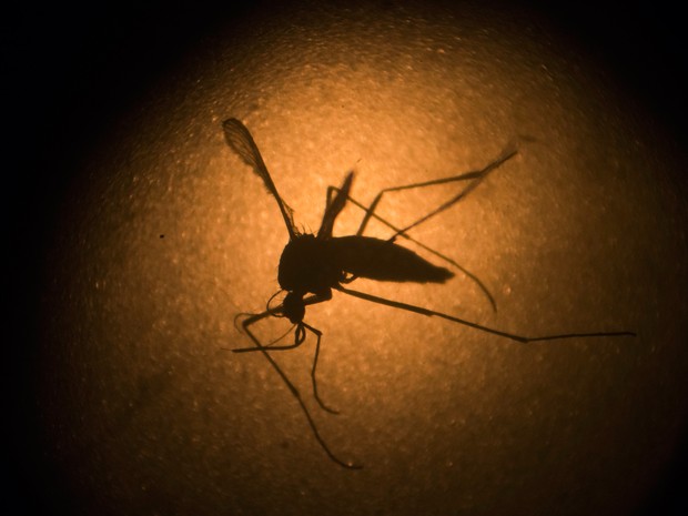 Principal transmissor do vírus da zika é o mosquito Aedes aegypti, que também pode transmitir o Mayaro (Foto: Felipe Dana/AP)