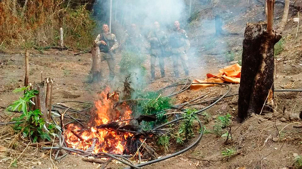 A droga foi incinerada ainda na fazenda (Foto: Divulgação | 54º CIPM)