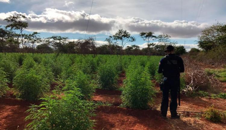 Roça tem capacidade para produzir 10 toneladas de maconha (Foto: Divulgação | SSP)