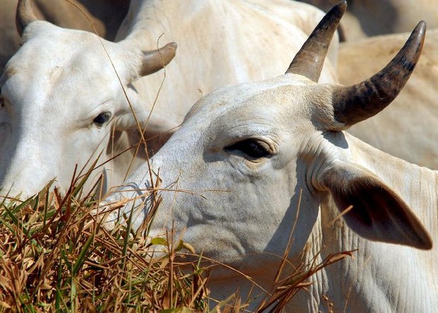 Operação Carne Fraca investiga organização criminosa liderada por fiscais agropecuários federais e empresários do agronegócio. 309 mandados judiciais estão sendo cumpridos (Foto: Agência Brasil/EBC)