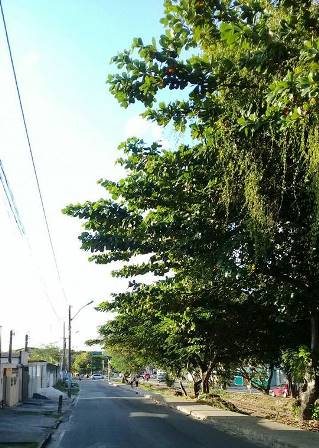 Galhos de árvores pendidos à altura da cabeça do povo e invadindo o espaço de tráfego de veículos no Dois de Julho (Foto: Marcelo Franco)