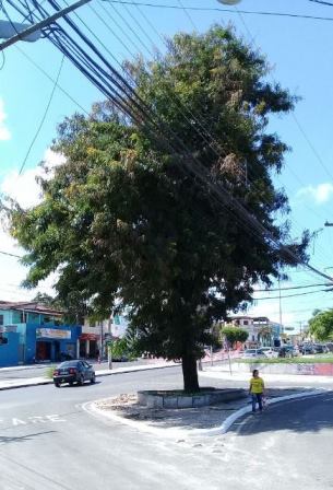 Galhos de árvores se emaranhando por entre fios de alta tensão no Dois de Julho (Foto: Marcelo Franco)