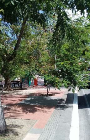  Galhos de árvores pendidos à altura da cabeça do povo na Praça Abrantes (Foto: Marcelo Franco)