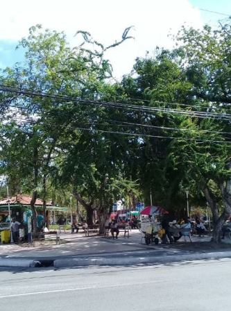  Galhos de árvores se emaranhando por entre fios de alta tensão na Praça Abrantes (Foto: Marcelo Franco)
