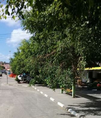 Galhos de árvores pendidos à altura da cabeça do povo na Lama Preta (Foto: Marcelo Franco)