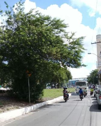 Galhos das árvores invadindo o espaço de tráfego de veículos na Centro da cidade (Foto: Marcelo Franco)