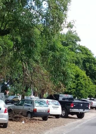 Galhos das árvores invadindo o espaço de tráfego de veículos na Centro da cidade (Foto: Marcelo Franco)