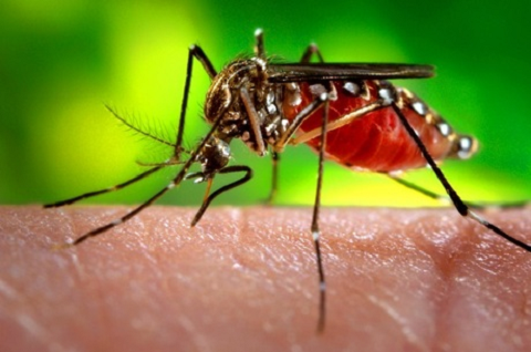 Mesmo com a redução de casos, a dengue está presente em todos os Estados do País