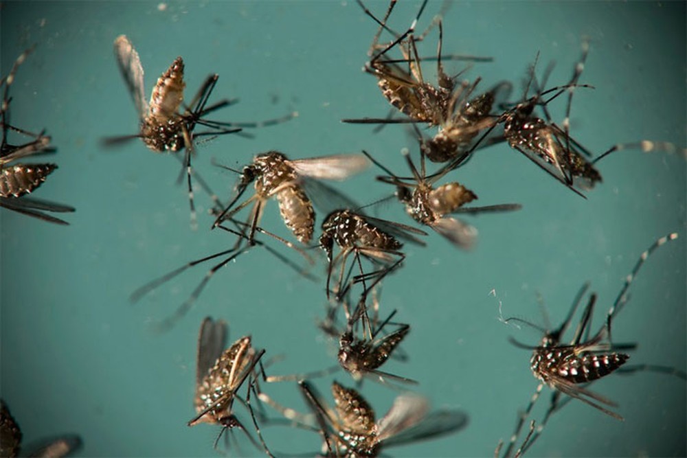 Mosquito Aedes aegypti é responsável pela transmissão de dengue, zika e chikungunya (Foto: Felipe Dana/Arquivo/AP Photo)