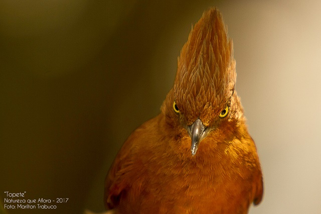 Topete (Foto: Marilton Trabuco)