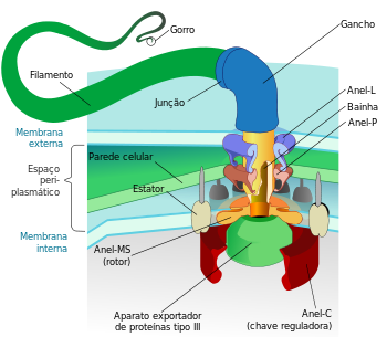 'Flagelo Bacteriano', pelo olhar da Ciência