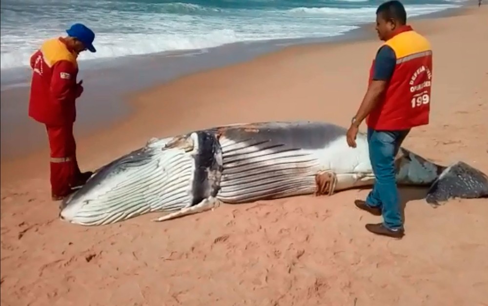 Filhote de baleia jubarte foi encontrado morto em praia de Arembepe, neste domingo (13) (Foto: Defesa Civil de Camaçari/ Divulgação)