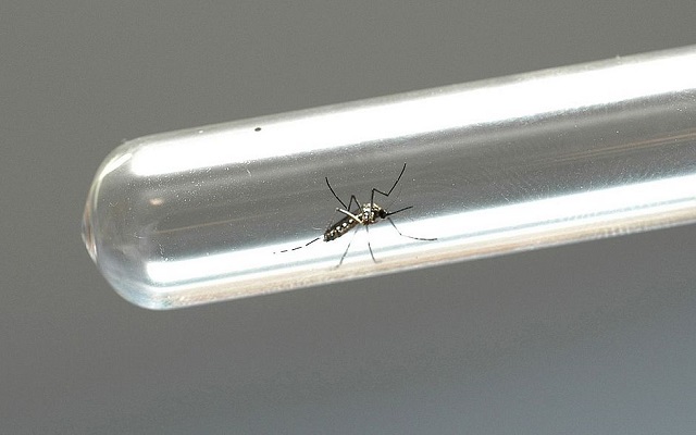 A substância atua contra o tipo de zika que circula no Brasil. Os testes foram realizados in vitropelo Departamento de Virologia e Terapia Experimental da Fiocruz Pernambuco (Foto: Venilton Kuchler / ANPr)
