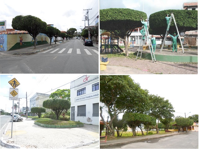 Imagem do serviço de poda feito pela empresa que teve o contrato suspenso (Fotos: Cedidas)
