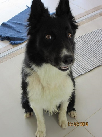 Da raça Border Collie, o cão tem a cor preta com peitoral branco