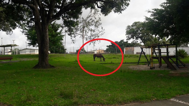 O CFF flagrou nesta segunda-feira, 18, um cavalo se deliciando tranquilamente no capim, aliás capim à vontade, em plena praça do Gravatá O CFF flagrou nesta segunda-feira, 18, um cavalo se deliciando tranquilamente no capim, aliás capim à vontade, em plena praça do Gravatá