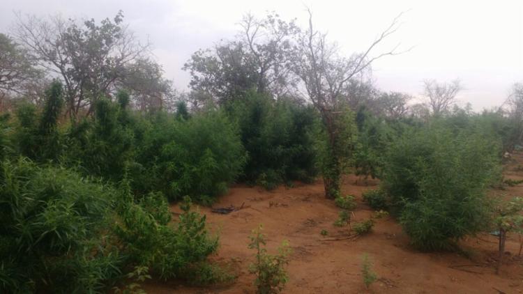 A droga foi encontrada em uma fazenda na zona rural (Foto: Divulgação | SSP)