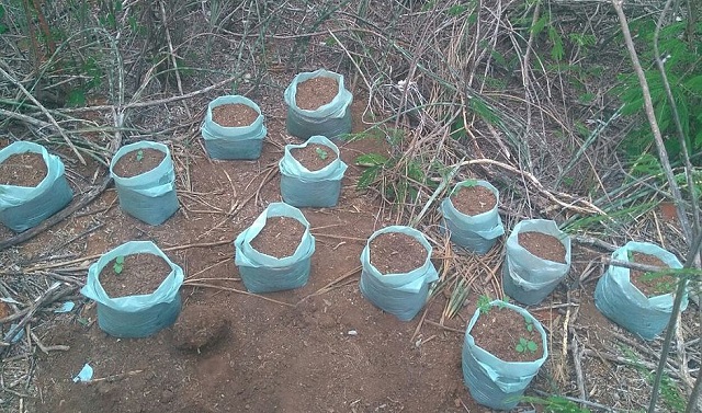 Na casa foram apreendidos 23 sacos com pés de maconha e duas espingardas (Foto: Divulgação/SSP)