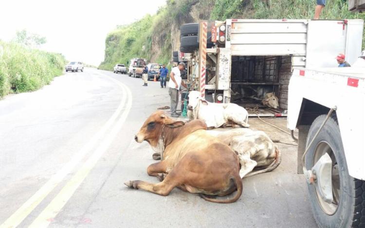 Policiais e vaqueiros tentam retirar animais da rodovia (Foto: Divulgação | PRF)