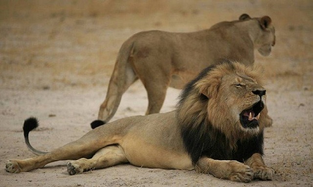 Leões são vítimas constantes, como o leão Cecil, símbolo do Zimbábue morto em 2015 por um turista americano (ZIMBABWE NATIONAL PARKS/AFP)