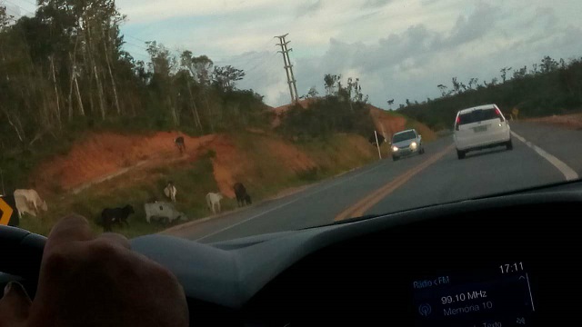 Animais soltos às margens da estrada (Foto: Divulgação | CFF)