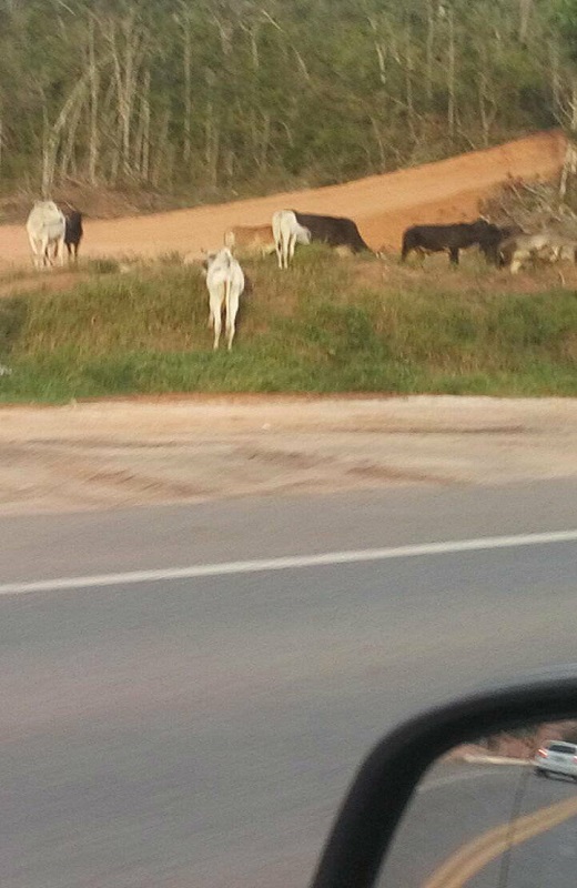 Animais se alimentam as margens da estrada (Foto: Divulgação | CFF)