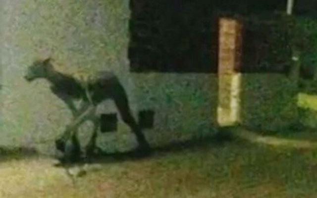 Residentes da cidade argentina de Santa Fé afirmaram que a criatura se assemelha aos personagens de lendas urbanas (Foto: Reprodução | YouTube)