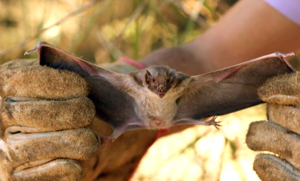 Morcegos hematófagos podem transmitir a raiva. Os últimos casos confirmados de raiva humana no Pará foram em 2005 e transmitidos pelo animal. (Foto: Adapec/Divulgação)