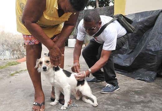 A imunização antirrábica é gratuita para cães e gatos domésticos (Foto: Divulgação)