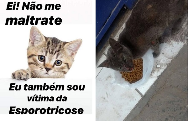 Campanha de conscientização realizada pelo GAPAR alertando a população que o animal também é uma vítima (Foto: Montagem | Redação CFF)